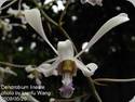 Dendrobium lineale Blue